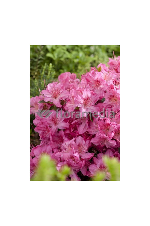 Azalia japońska 'Rosali' Azalea japonica