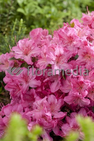 Azalia japońska 'Rosali' Azalea japonica