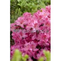 Azalia japońska 'Rosali' Azalea japonica