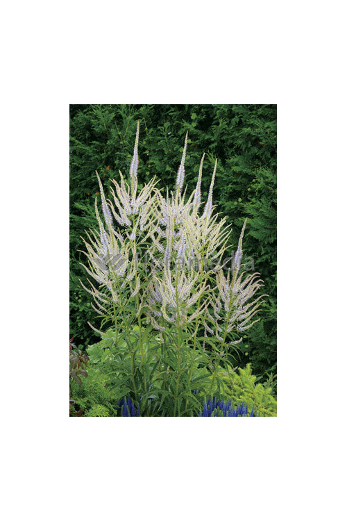 Przetacznikowiec syberyjski 'Diana' Veronicastrum sibiricum