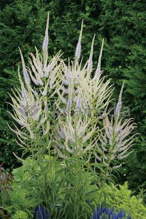 Przetacznikowiec syberyjski 'Diana' Veronicastrum sibiricum
