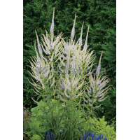 Przetacznikowiec syberyjski 'Diana' Veronicastrum sibiricum