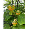 Tulipanowiec amerykański Liriodendron tulipifera