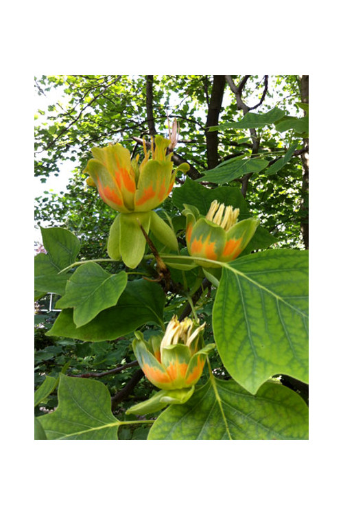 Tulipanowiec amerykański Liriodendron tulipifera
