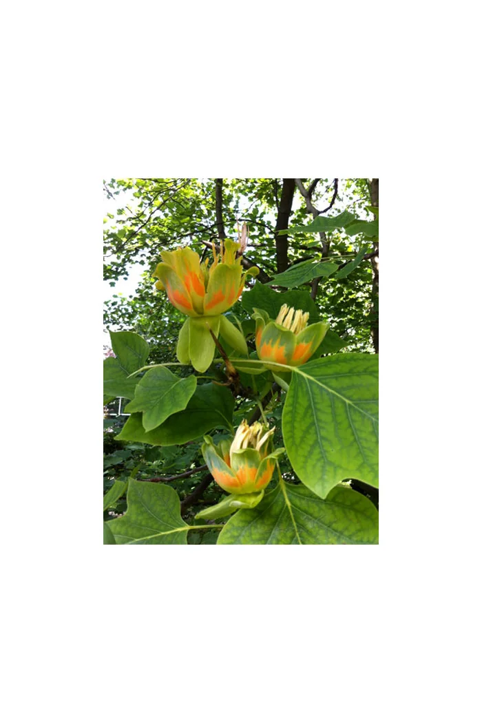 Tulipanowiec amerykański Liriodendron tulipifera