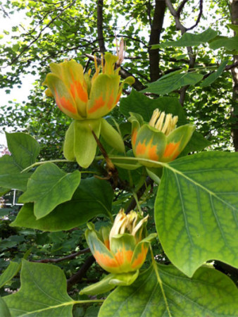 Tulipanowiec amerykański Liriodendron tulipifera