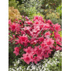 Azalia japońska 'Anne Frank' Azalea japonica