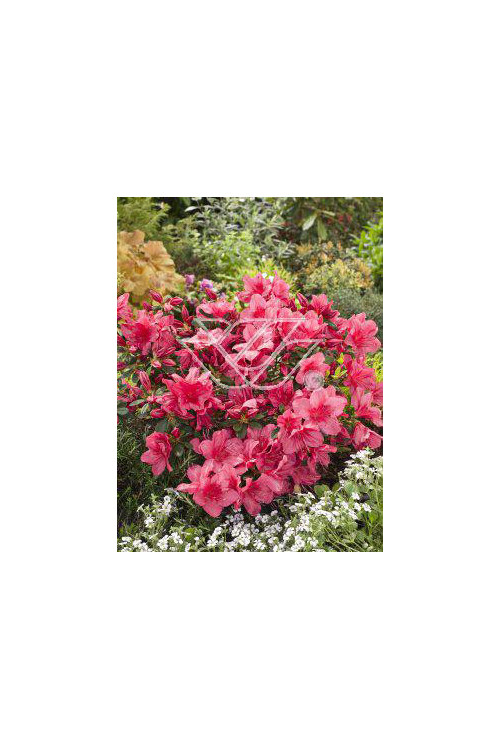 Azalia japońska 'Anne Frank' Azalea japonica