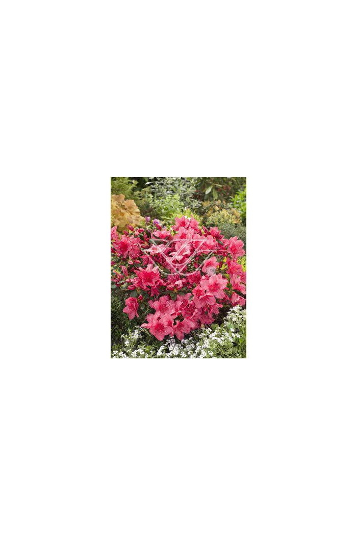 Azalia japońska 'Anne Frank' Azalea japonica