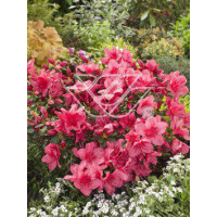 Azalia japońska 'Anne Frank' Azalea japonica