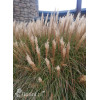 Miskant chiński 'Vanilla Sky' | Miscanthus sinensis