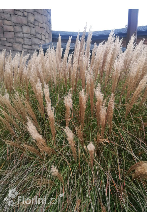 Miskant chiński 'Vanilla Sky' | Miscanthus sinensis