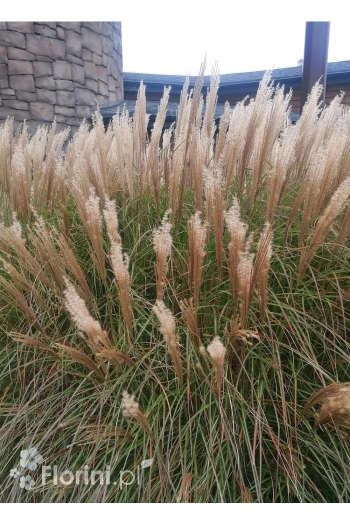 Miskant chiński 'Vanilla Sky' | Miscanthus sinensis