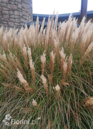 Miskant chiński 'Vanilla Sky' | Miscanthus sinensis