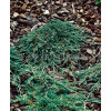 Jałowiec płożący 'Ice Blue' Juniperus horizontalis