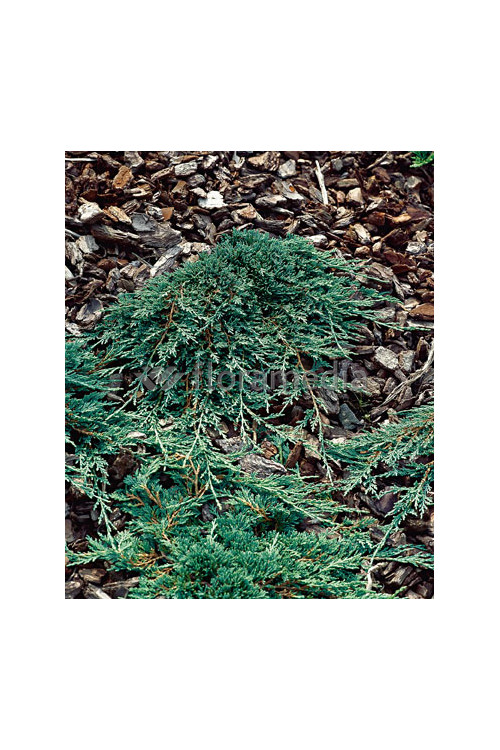 Jałowiec płożący 'Ice Blue' Juniperus horizontalis