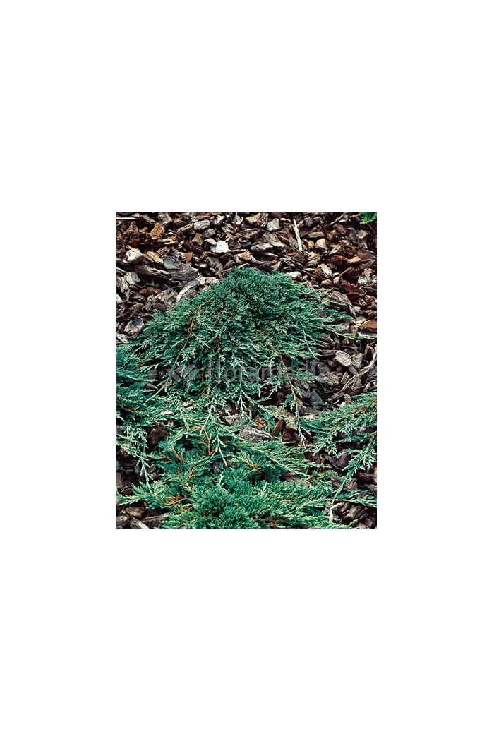 Jałowiec płożący 'Ice Blue' Juniperus horizontalis