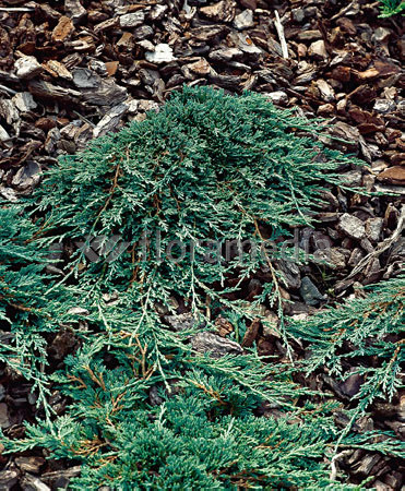 Jałowiec płożący 'Ice Blue' Juniperus horizontalis