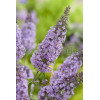 Budleja Dawida odm. nanchoeńska Buddleja davidii var. nanhoensis