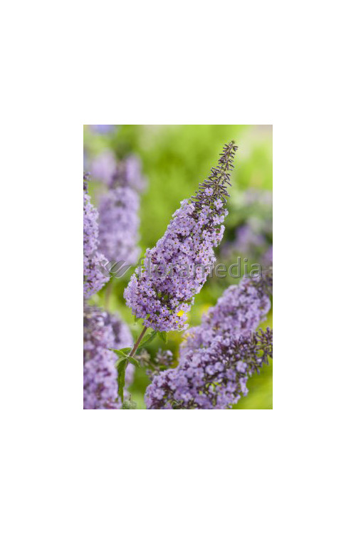 Budleja Dawida odm. nanchoeńska Buddleja davidii var. nanhoensis