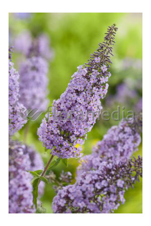 Budleja Dawida odm. nanchoeńska Buddleja davidii var. nanhoensis