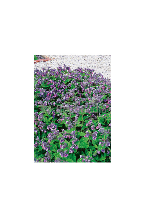 Miodunka plamista Pulmonaria officinalis