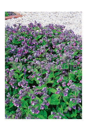 Miodunka plamista Pulmonaria officinalis