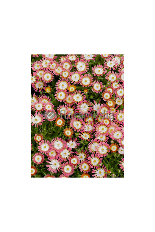 Słonecznica 'Jewel of Desert Ruby' Delosperma