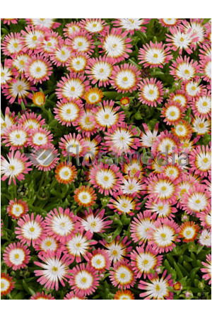 Słonecznica 'Jewel of Desert Ruby' Delosperma