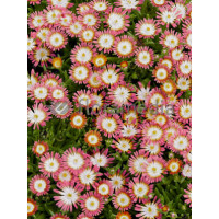 Słonecznica 'Jewel of Desert Ruby' Delosperma