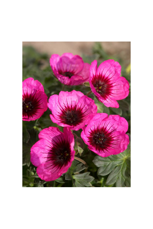 Bodziszek popielaty 'Jolly Jewel Night' Geranium cinereum