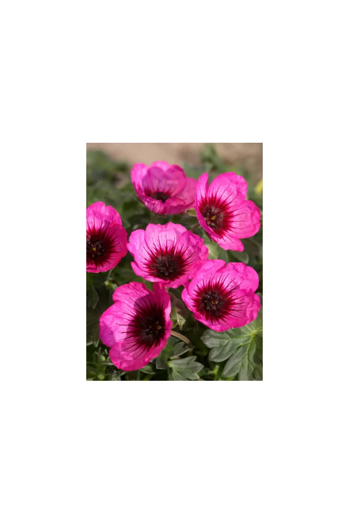 Bodziszek popielaty 'Jolly Jewel Night' Geranium cinereum