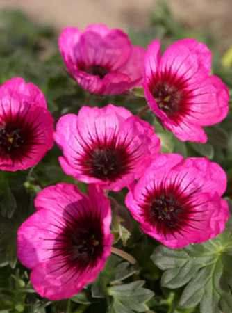 Bodziszek popielaty 'Jolly Jewel Night' Geranium cinereum
