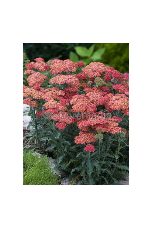 Krwawnik ogrodowy 'Summer Fruits Salmon' | Achillea millefolia