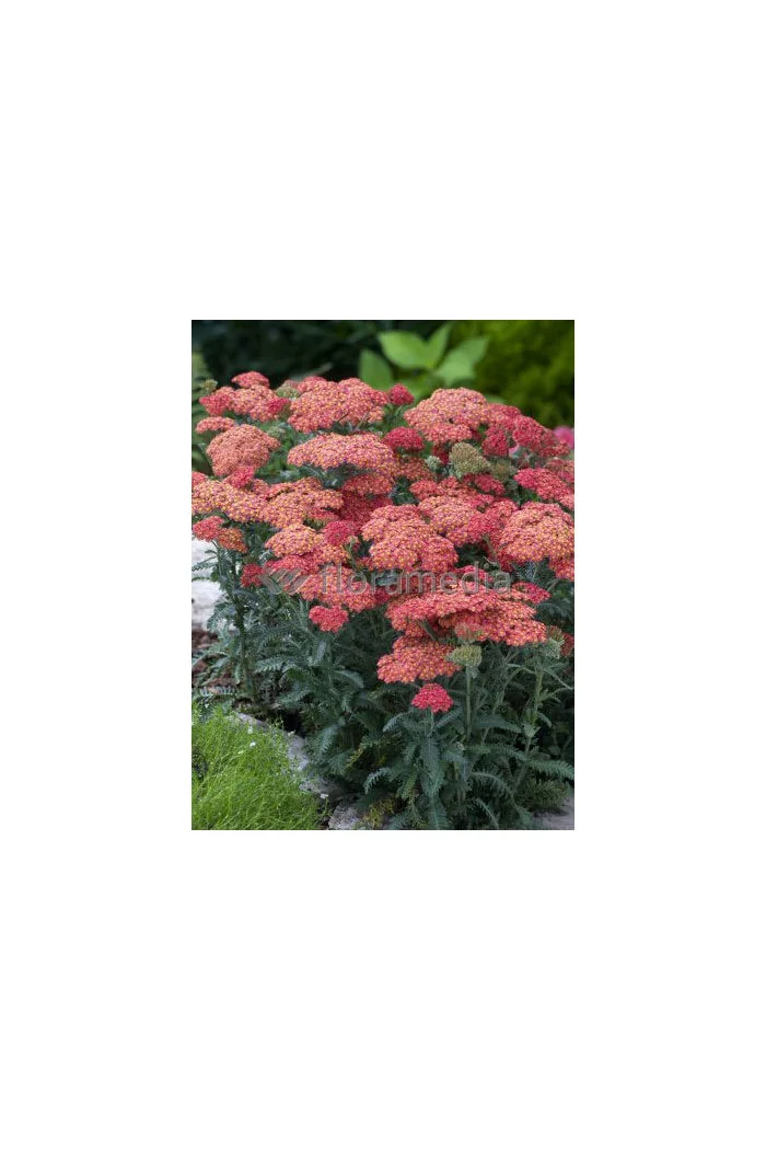 Krwawnik ogrodowy 'Summer Fruits Salmon' | Achillea millefolia