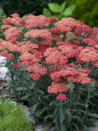 Krwawnik ogrodowy 'Summer Fruits Salmon' | Achillea millefolia