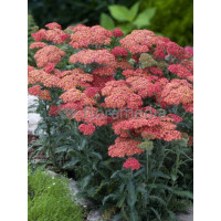 Krwawnik ogrodowy 'Summer Fruits Salmon' | Achillea millefolia