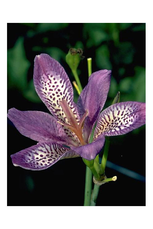 Pardancanda 'Butterfly Magic' Pardancanda