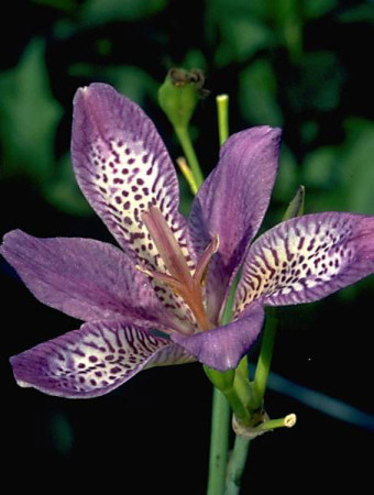 Pardancanda 'Butterfly Magic' Pardancanda