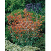 Kłosowiec pomarańczowy 'Apricot Sprite' | Agastache aurantiaca