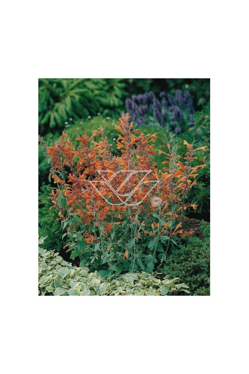 Kłosowiec pomarańczowy 'Apricot Sprite' | Agastache aurantiaca