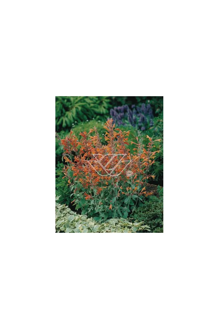 Kłosowiec pomarańczowy 'Apricot Sprite' | Agastache aurantiaca