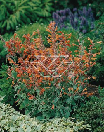 Kłosowiec pomarańczowy 'Apricot Sprite' | Agastache aurantiaca