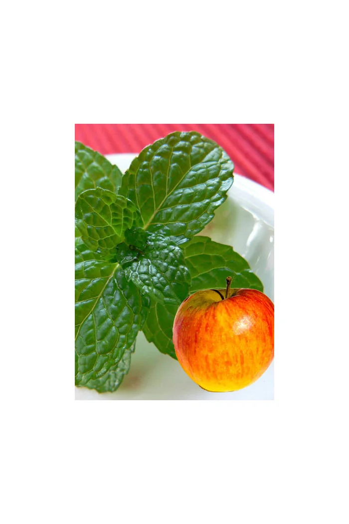 Mięta jabłkowa Mentha