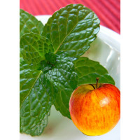 Mięta jabłkowa Mentha