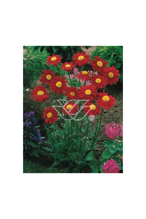 złocień, złocień duro, złocień różowy