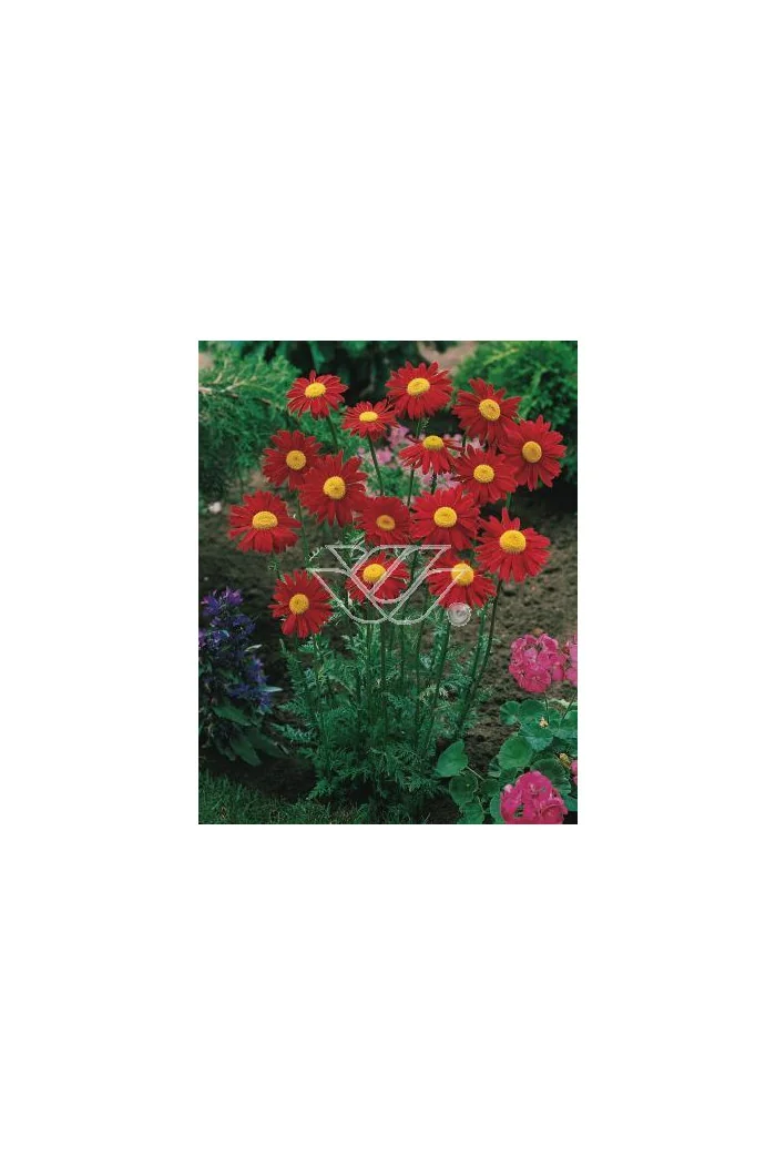 złocień, złocień duro, złocień różowy