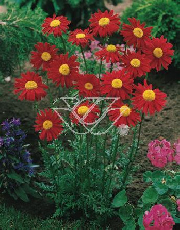 złocień, złocień duro, złocień różowy