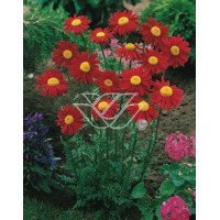 złocień, złocień duro, złocień różowy