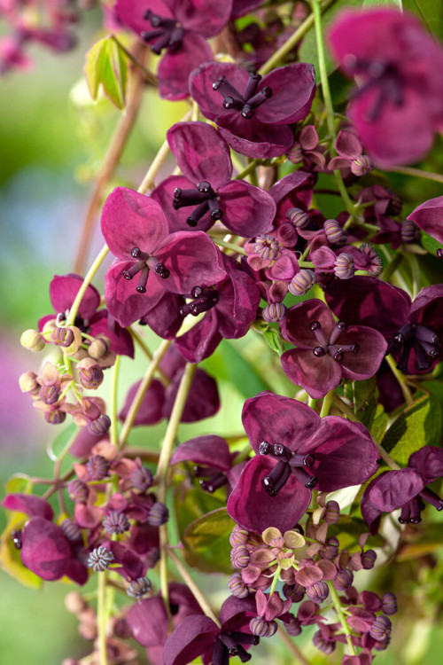 Akebia pięciolistkowa | Akebia quinata